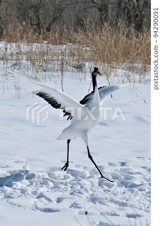 Tongue butterfly 94290091