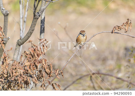 枯枝伯勞 94290093