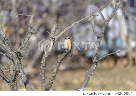 枯枝伯勞 94290094