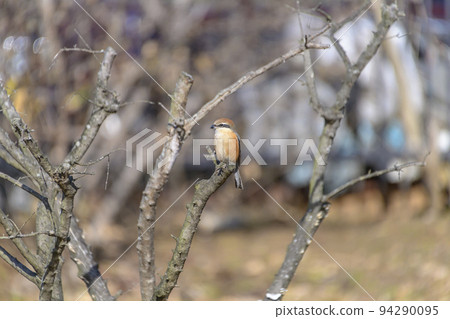 枯枝伯勞 94290095