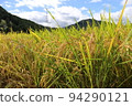 Ear of rice swaying in the wind 94290121
