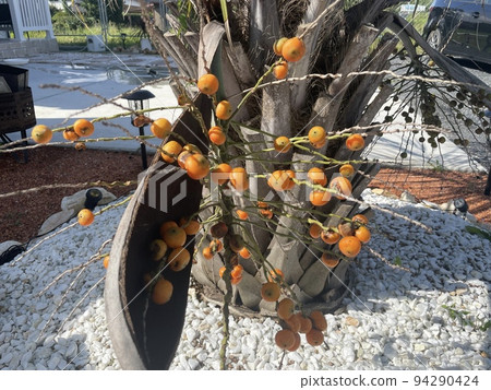 有果子的棕櫚樹 94290424