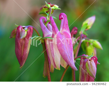 Columbine flower bud Columbine flower bud 94290462