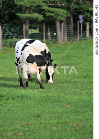 Ranch landscape-Holstein cow Ranch landscape-Holstein cow 94290543