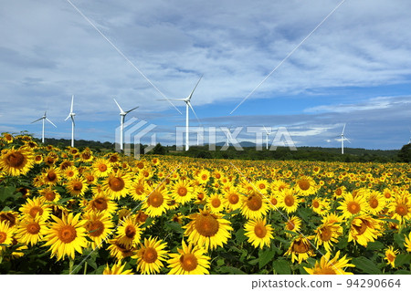 Akatsu, Konan-cho, Koriyama City, Fukushima Prefecture Koriyama-Nunobiki Kaze no Kogen (Wind Plateau) A sunflower field that spreads out under a wind turbine 94290664