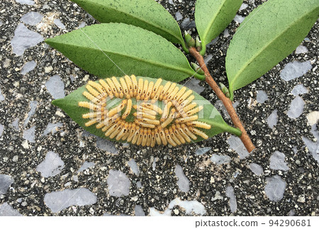 茶草蛾的幼蟲 94290681