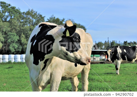 Ranch landscape-Holstein cow 94290702