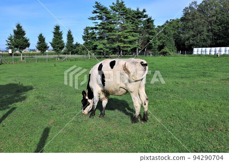 Ranch landscape-Holstein cow 94290704