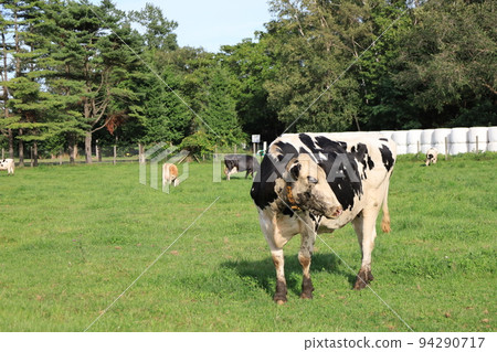 Ranch landscape-Holstein cow Ranch landscape-Holstein cow 94290717