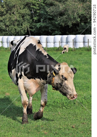 Ranch landscape-Holstein cow Ranch landscape-Holstein cow 94290718