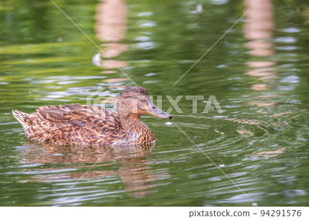 Mallard Duck female swims in the pond. 94291576