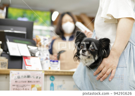Black tan long coat Chihuahua in owner's sling with owner and cash register clerk 94291626