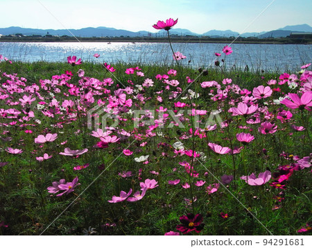 水卷町秋天的櫻花倒映在遠賀川水面的逆光中。 水卷町秋天的櫻花倒映在遠賀川水面的逆光中。 94291681