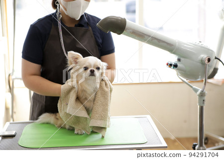 A cream colored long coat chihuahua being dried by a groomer on a trimming table A cream colored long coat chihuahua being dried by a groomer on a trimming table 94291704