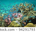 Colorful fish swimming in coral reefs 94291793