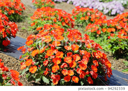 可愛的橙色三色堇花 94292339