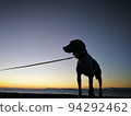 Dog sitting in the sunset 94292462