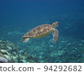 Sea turtle swimming in the sea (Okinawa) 94292682