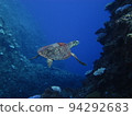 Sea turtles swimming in the sea (Yoron Island) 94292683
