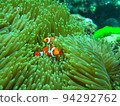 Sea anemone and clown fish 94292762