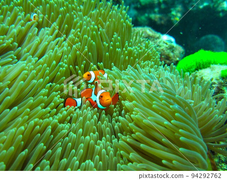 Sea anemone and clown fish 94292762