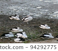 A flock of pelicans resting on land 94292775