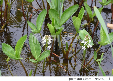 Mitsugashiwa with beautiful white flowers seen in Kushiro Marsh, Hokkaido Mitsugashiwa with beautiful white flowers seen in Kushiro Marsh, Hokkaido 94292991