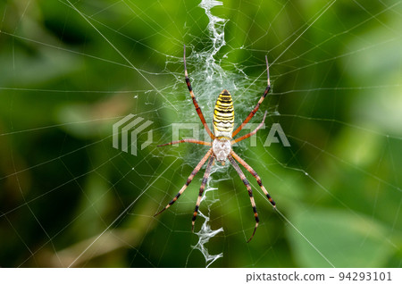Argiope argiope 在巢中等待獵物 94293101