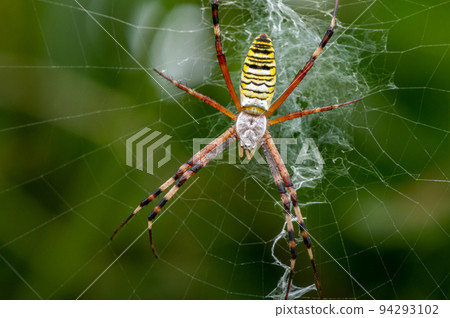 Argiope argiope 在巢中等待獵物 Argiope argiope 在巢中等待獵物 94293102