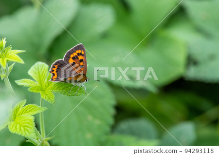 小銅擱在草地上的翅膀 94293118