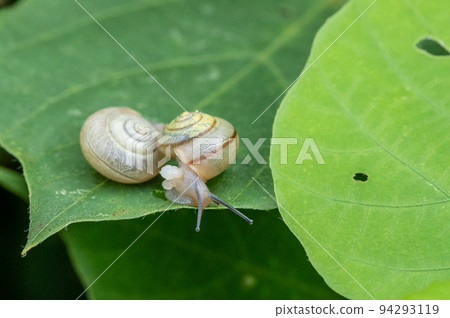 琥珀同型巴蝸牛 94293119