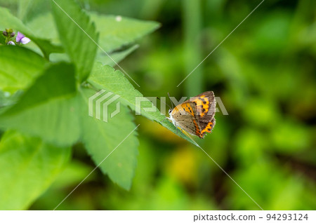 小銅擱在草地上的翅膀 94293124