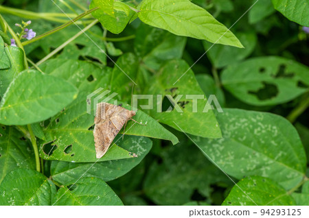Unmonkchiba perched on the grass 94293125