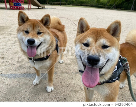 Shiba Inu brothers 94293404