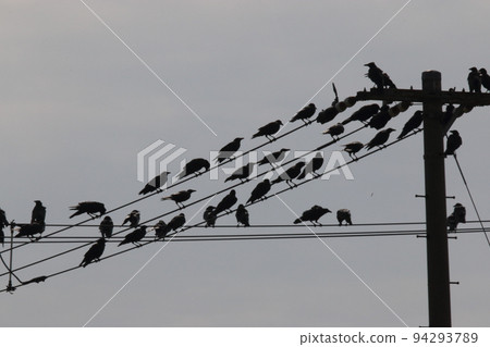 crow and wire 94293789