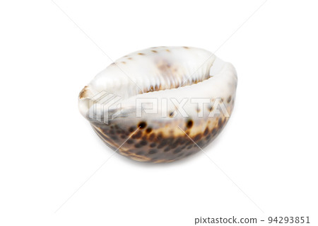 Image of tiger cowrie (Cypraea tigris) on a white background. Undersea Animals. Sea shells. Image of tiger cowrie (Cypraea tigris) on a white background. Undersea Animals. Sea shells. 94293851