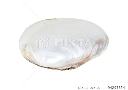 Image of seashells clam pearled on a white background. Undersea Animals. Sea Shells. Image of seashells clam pearled on a white background. Undersea Animals. Sea Shells. 94293854