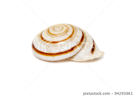 Theba is a taxonomic genus of air-breathing land snails, medium-sized pulmonate gastropod mollusks in the family Helicidae, the true snails. Undersea Animals. Sea Shells. Theba is a taxonomic genus of air-breathing land snails, medium-sized pulmonate gastropod mollusks in the family Helicidae, the true snails. Undersea Animals. Sea Shells. 94293861