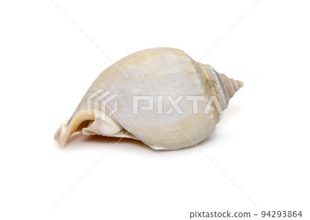 Image of phalium glaucum shell, common name the grey bonnet or glaucus bonnet, is a species of large sea snail, a marine gastropod mollusk in the family Cassidae, the helmet snails and bonnet snails 94293864
