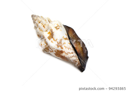 Image of canarium urceus is a species of sea snail, a marine gastropod mollusk in the family Strombidae, the true conchs isolated on white background. Undersea Animals. Sea Shells. Image of canarium urceus is a species of sea snail, a marine gastropod mollusk in the family Strombidae, the true conchs isolated on white background. Undersea Animals. Sea Shells. 94293865