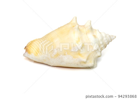Image of strombus alatus sea shell, the Florida fighting conch, is a species of medium-sized, warm-water sea snail, a marine gastropod mollusk in the family Strombidae, the true conchs isolated on Image of strombus alatus sea shell, the Florida fighting conch, is a species of medium-sized, warm-water sea snail, a marine gastropod mollusk in the family Strombidae, the true conchs isolated on 94293868