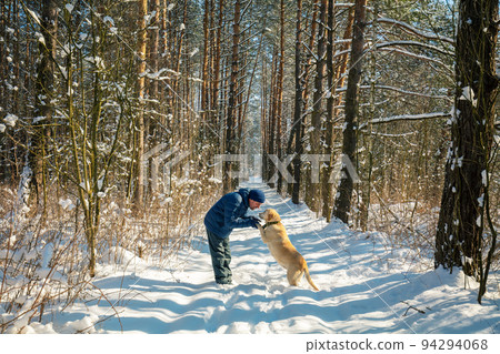 Happy man with the Labrador retriever dog on a leash walking on a snowy pine forest on a sunny winter day Happy man with the Labrador retriever dog on a leash walking on a snowy pine forest on a sunny winter day 94294068