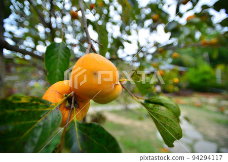 There is a few persimmon about to ripen on the branch. Orange mixed with green. There is a few persimmon about to ripen on the branch. Orange mixed with green. 94294117
