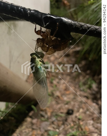 Minmin cicada in the process of emergence Minmin cicada in the process of emergence 94294142