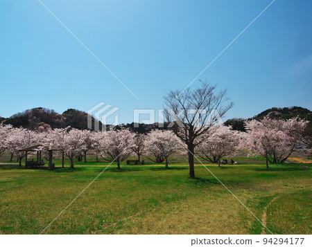 Tsu City Sakakibara River Nagano River Restoration Memorial Park with cherry blossoms in full bloom Tsu City Sakakibara River Nagano River Restoration Memorial Park with cherry blossoms in full bloom 94294177
