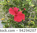 Bright red hibiscus of Amami Oshima 94294207