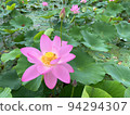 Lotus flower  94294307