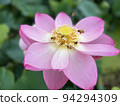 Lotus flower  94294309