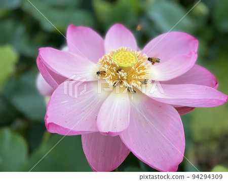 Lotus flower Lotus flower 94294309