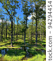 summer water garden 94294454